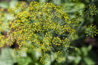 Dereotu, önümüzdeki yakın çekim
