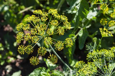 Dereotu, önümüzdeki yakın çekim