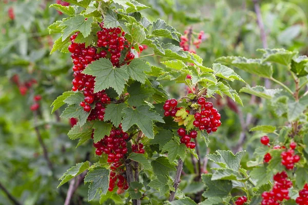 Harvest Red Currants Bush Vegetable Garden Cloudy Weather — Stock Photo, Image