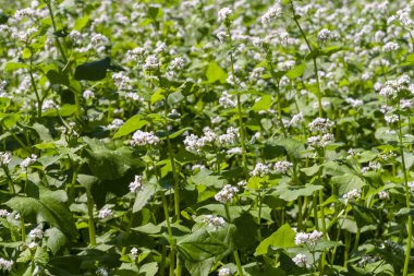 Güneşli bir çiçek açması buğday alanı