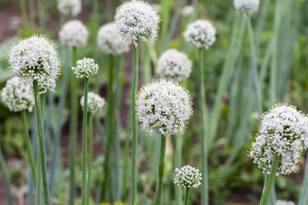 Flowering Onion Garden — Stock Photo, Image