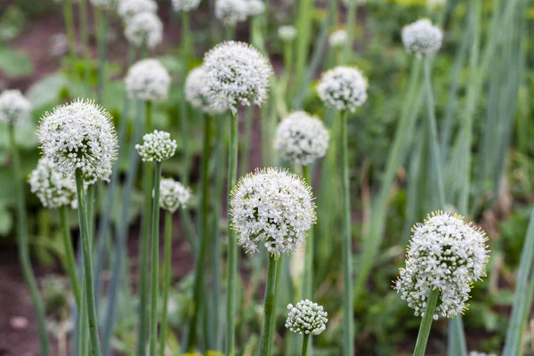 Cipolla Fiorita Giardino — Foto Stock