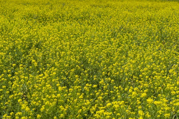 Champ Moutarde Jaune — Photo