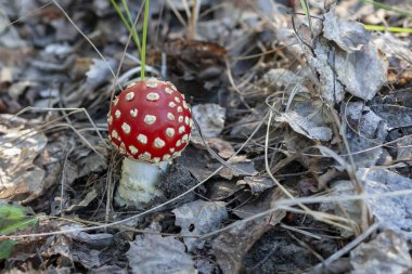 Genç kırmızı sinek agaric, yakın çekim. Sinek mantarı.