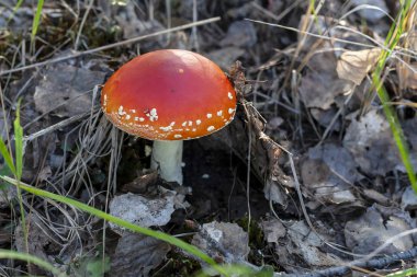 Genç kırmızı sinek agaric, yakın çekim. Sinek mantarı.