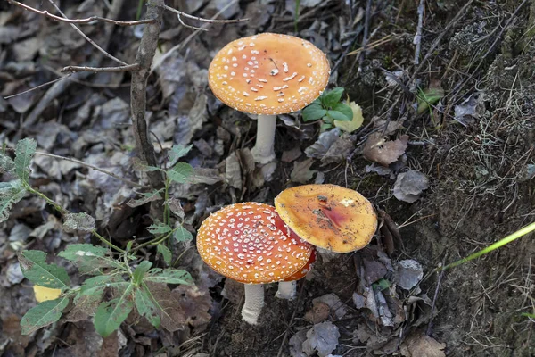 Agaros Mosca Roja Primer Plano Amanita Muscaria — Foto de Stock