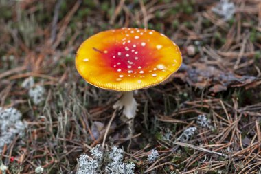 Kırmızı Amanita - yakın çekim