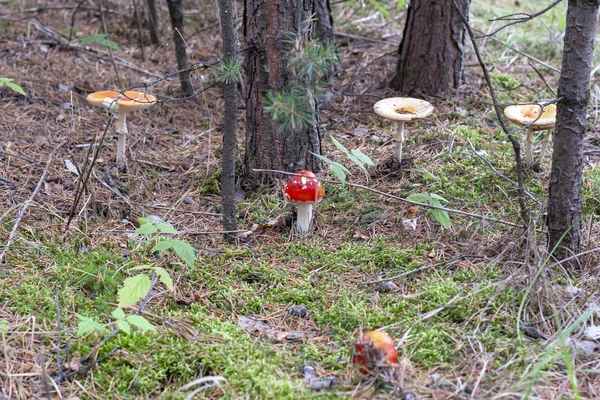 Family Red Mushrooms Amanita — Stock Photo, Image