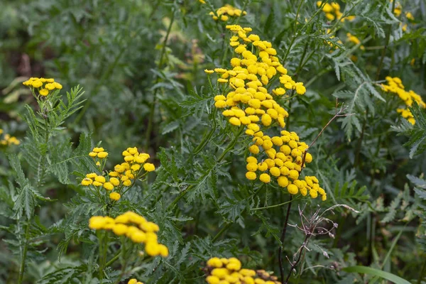 Léčivé Rostliny Vratič Obecný Tanacetum — Stock fotografie