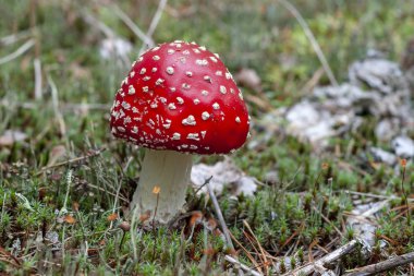 Genç kırmızı sinek agaric - amanita, yakın çekim