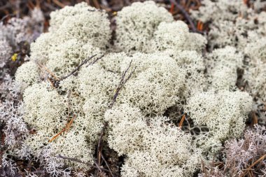 Yagel, Cladonia rangiferina, yakın çekim, liken