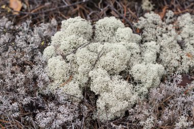 Yagel, Cladonia rangiferina, yakın çekim, liken