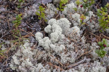 Liken - Cladonia rangiferina arka plan olarak.