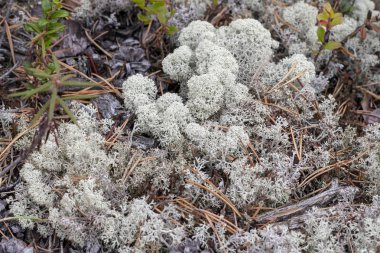 Liken - Cladonia rangiferina arka plan olarak.