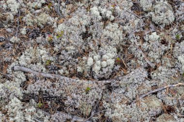 Liken - Cladonia rangiferina arka plan olarak.