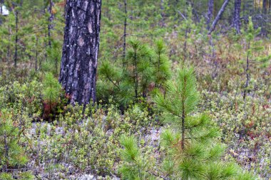 Genç sedir Pinus sibirica sonbahar ormandaki ağaçlar.