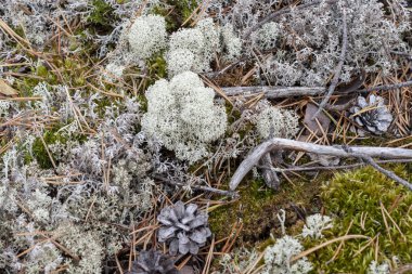 Liken - Cladonia rangiferina arka plan olarak.