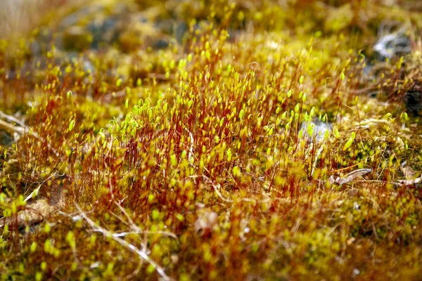 Polytrichum Commune Cerca Bosque Primavera — Foto de Stock