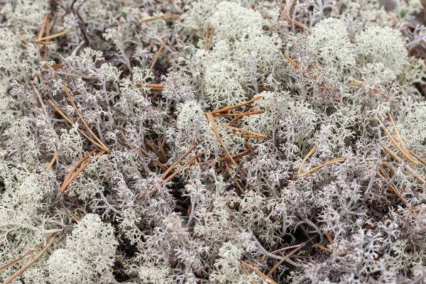 Lichen Cladonia Rangiferina Como Fondo — Foto de Stock