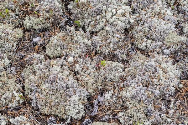 Lichene Cladonia Rangiferina Come Sfondo — Foto Stock