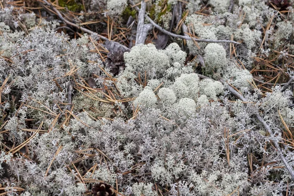 Lichene Cladonia Rangiferina Come Sfondo — Foto Stock
