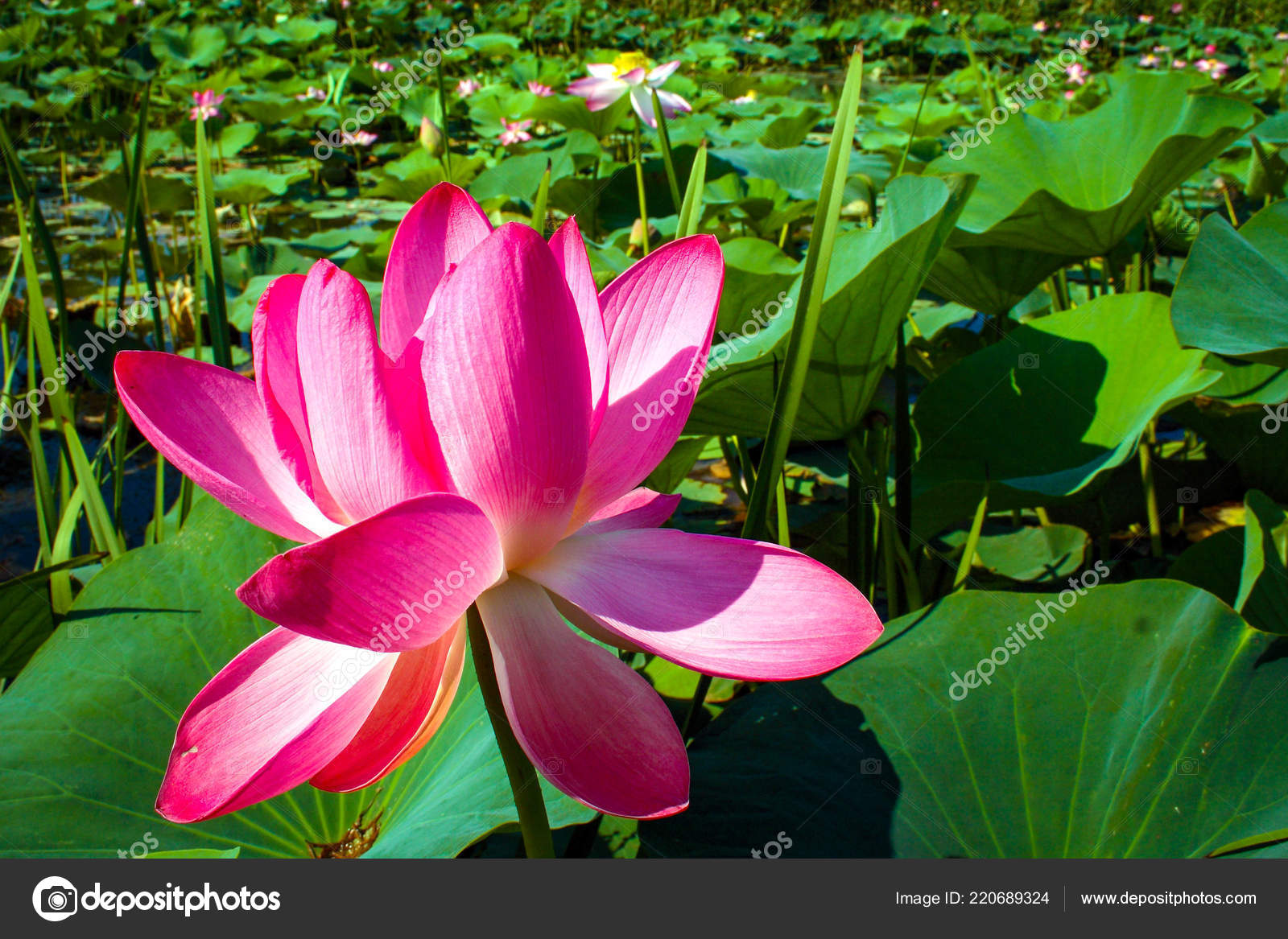 Fleur De Lotus Rouge Lotus Isolés Et élément Dillustration