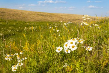Yaz alan mavi gökyüzü altında.