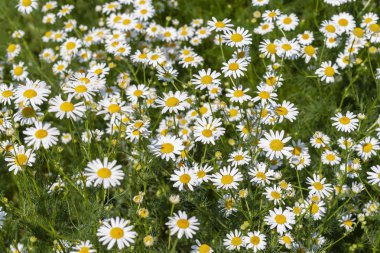 Tıbbi Camomiles. Matricaria chamomilla