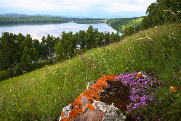 Zomer Berglandschap Met Een Vijver Met Een Steen Bedekt Met — Stockfoto