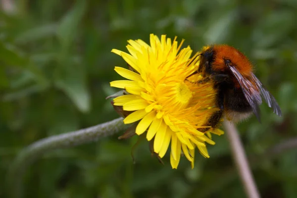 Abejorro Sentado Diente León Amarillo —  Fotos de Stock