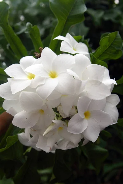 White Flowers Plumeria Thailand — Stock Photo, Image