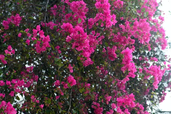 Flores Rosas Bougainville Tailandia — Foto de Stock