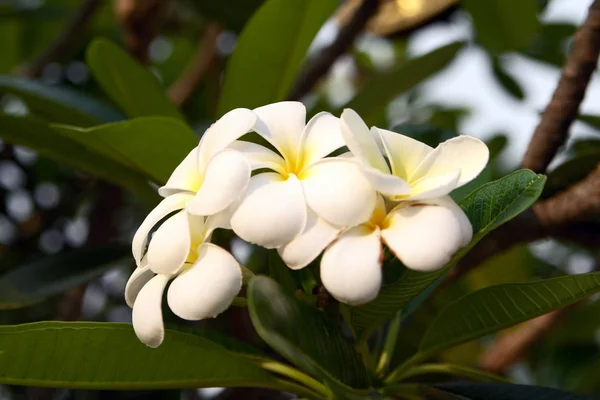 White Flowers Plumeria Lilawadi Thailand — Stock Photo, Image