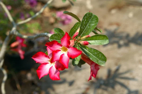 Tropical Flower Pink Adenium Inglés Tailandia — Foto de Stock