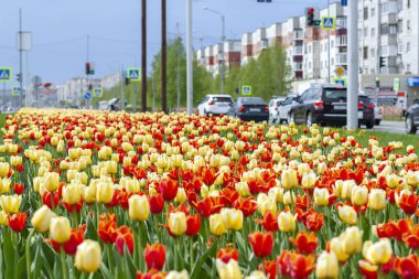Kırmızı ve sarı lale bir kentsel ortamda bir çiçek yatak.