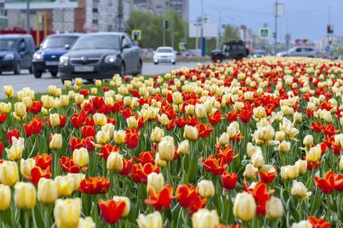 Kırmızı ve sarı lale bir kentsel ortamda bir çiçek yatak.
