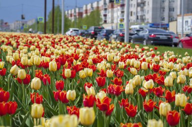 Kırmızı ve sarı lale bir kentsel ortamda bir çiçek yatak.