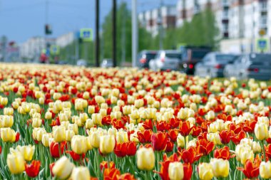 Kırmızı ve sarı lale bir kentsel ortamda bir çiçek yatak.
