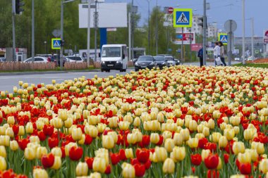 Kırmızı ve sarı lale bir kentsel ortamda bir çiçek yatak.