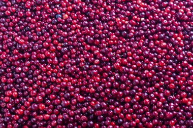 Yabanmersini. İsveç kirazı. Arka plan kırmızı olgun çilek.