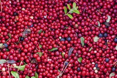 Bir sürü kırmızı meyveler bir arka plan olarak. İsveç kirazı