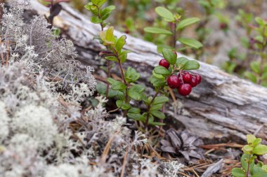 Fuska büyür ormanda, yakın çekim.