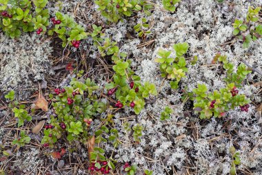 Fuska liken Cladonia rangiferina büyür.