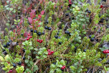 Çilek Empetrum nigrum sonbahar ormanda.