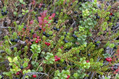 Çilek Empetrum nigrum sonbahar ormanda.