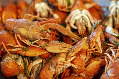 Bir sürü kırmızı haşlanmış kerevit