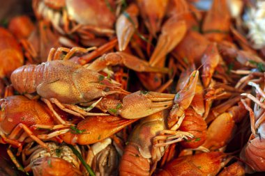 Bir sürü kırmızı haşlanmış kerevit