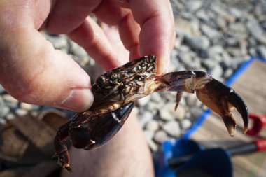 Küçük yengeç el yakın yaşamak.