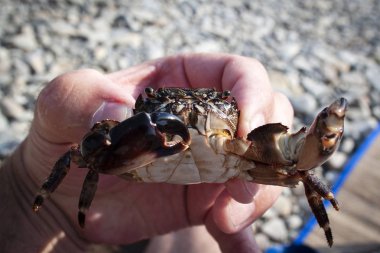 Küçük yengeç el yakın yaşamak.