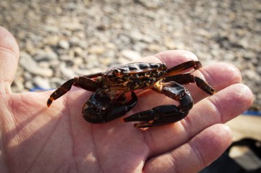 Küçük yengeç el yakın yaşamak.